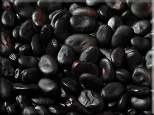 Black Russian Broad Bean