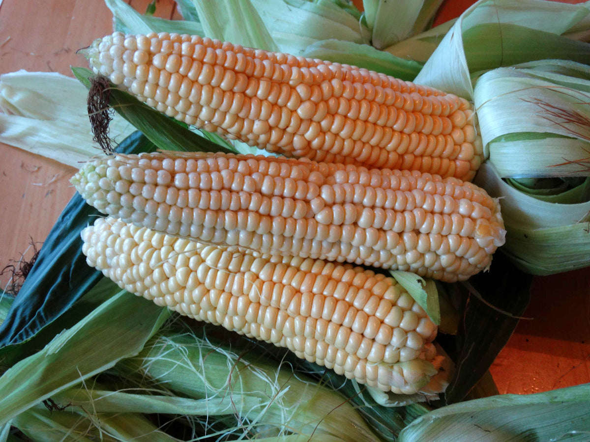 Yukon Chief Corn