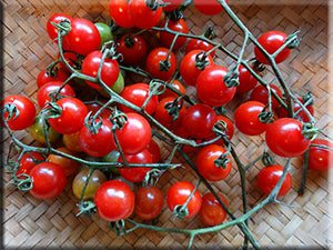 Gray’s Sweet Cherry Tomato