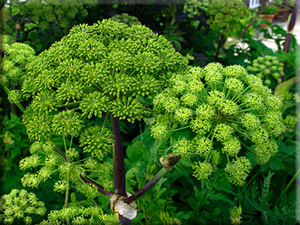 Angelica  (Angelica archangelica)