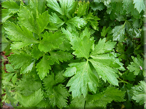 Heirloom Celery Seeds - (Apium graveolens)