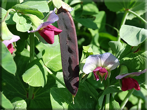 Blue Pod Capucijners Pea (pre 1800)