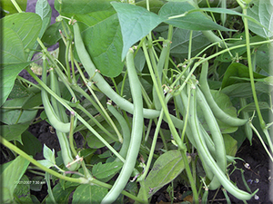 Heirloom Bean Seeds - All Varieties