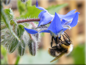 Borage