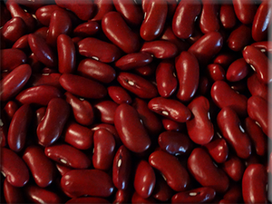 Heirloom Bean Seeds - Bush