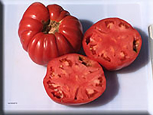 Carol Chyko's Big Paste Tomato