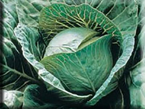 Heirloom Cabbage Seeds - (Brassica oleracea var. capitata)