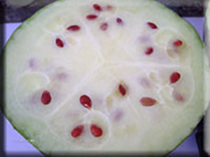 Heirloom Citron Seed Seeds - (Citrullus lanatus var. citroides)