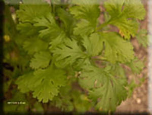 Cilantro