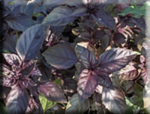 Dark Opal Basil (1885) (Ocimum basilicum)