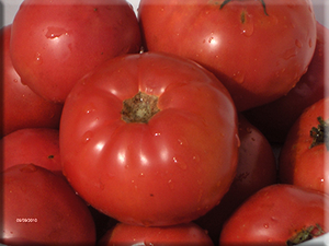 Earliana Tomato (1900)