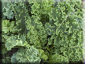 Heirloom Kale Seeds - (Brassica oleracea - Acephala Group)