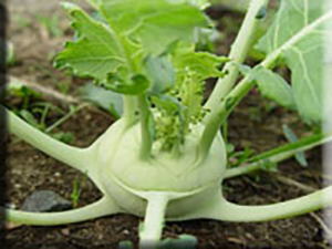 Heirloom Kohlrabi Seeds - (Brassica oleracea - Gongylodes Group)