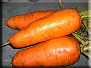 Early Scarlet Horn Carrot (1600's)