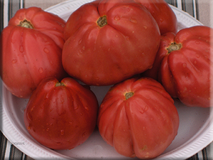 Franchi Giant Pear Tomato