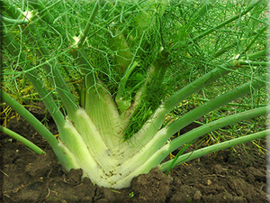 Florence Fennel (Foeniculum vulgare)