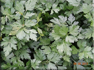 Gigante di Napoli Parsley (Petroselinum crispum)
