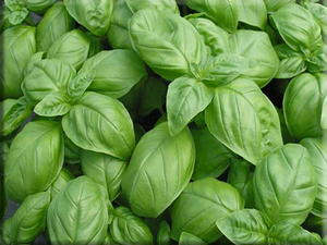 Genovese Basil