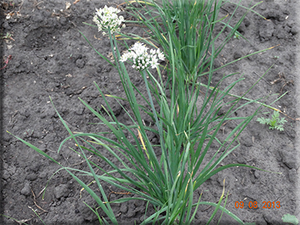 Garlic Chives