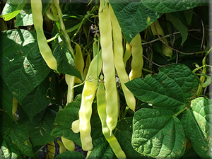 Heirloom Bean Seeds - Yellow Pod Pole (Wax)
