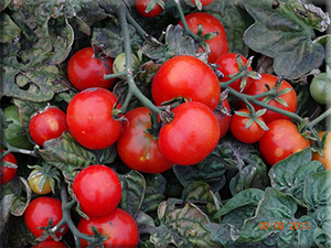 Heirloom Tomato Seeds - Container