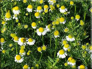 Chamomile