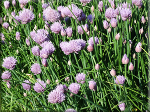 Chives