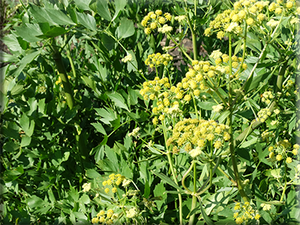 Lovage