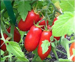 Heirloom Tomato Seeds - Paste/Sauce