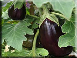 Black Beauty Eggplant (1902)