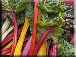 Five Color Silverbeet Swiss Chard