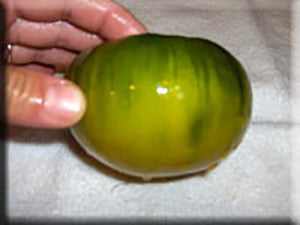 Moldovan Green Tomato
