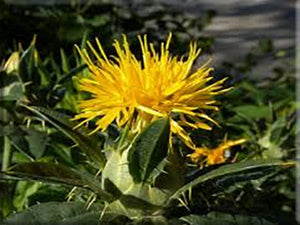 Safflower (Carthamus tinctorius)