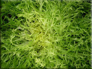 Heirloom Endive Seeds - (Chicorium endive)
