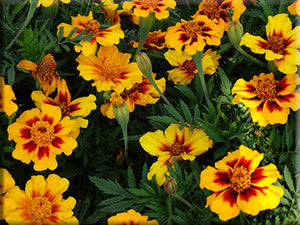Danilov Monastery Marigold
