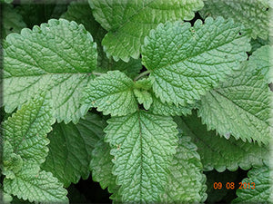 Lemon Balm (Melissa officinalis)