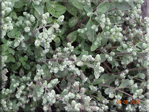 Sweet Marjoram (Origanum marjorana)