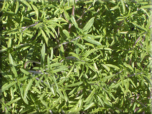 Summer Savory
