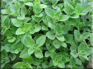 Oregano
