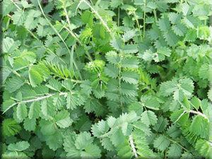 Salad Burnet (Sanguisorba minor)