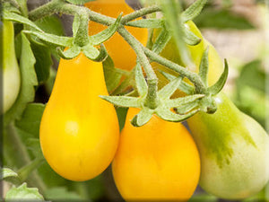 Heirloom Tomato Seeds - Orange/Yellow/Bicolor/White