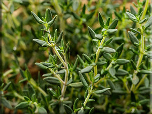 Thyme