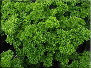 Curled Parsley