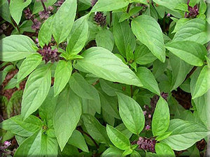 Thai Basil