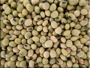 Heirloom Bean Seeds - Soybean - (Glycine max)