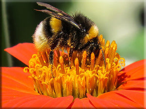 Save Our Pollinators Heirloom Seeds Collection