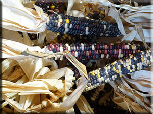 Assiniboine Flint Corn