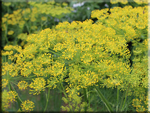 Bouquet Dill