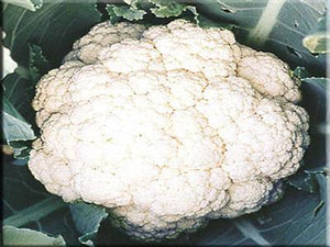 Heirloom Cauliflower Seeds