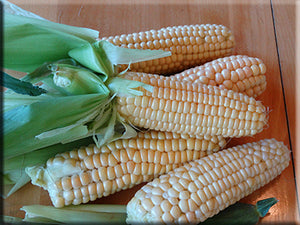 Heirloom Corn Seeds - (Zea mays)